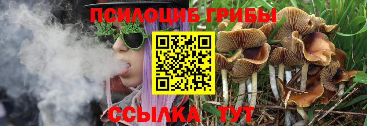 Псилоцибиновые грибы GOLDEN TEACHER  как найти закладки  Хасавюрт  Вход с VPN 